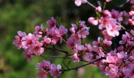 桃花大爆料解说大全最新