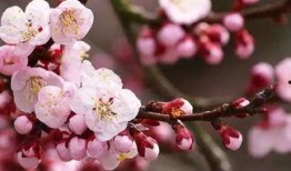 桃花大爆料解说大全最新